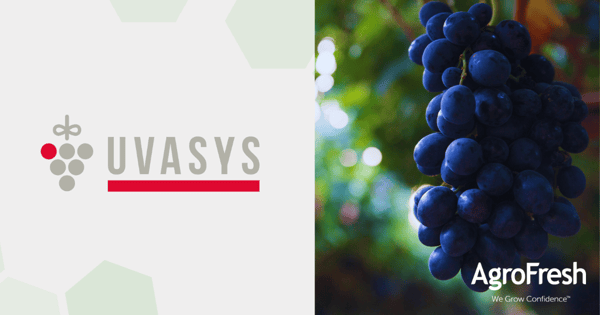 uvasys-tessara-logo+grapes